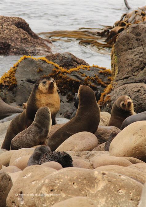 Tristan da Cunha Wildlife and Conservation News: Gough Island focus in Island Restoration News