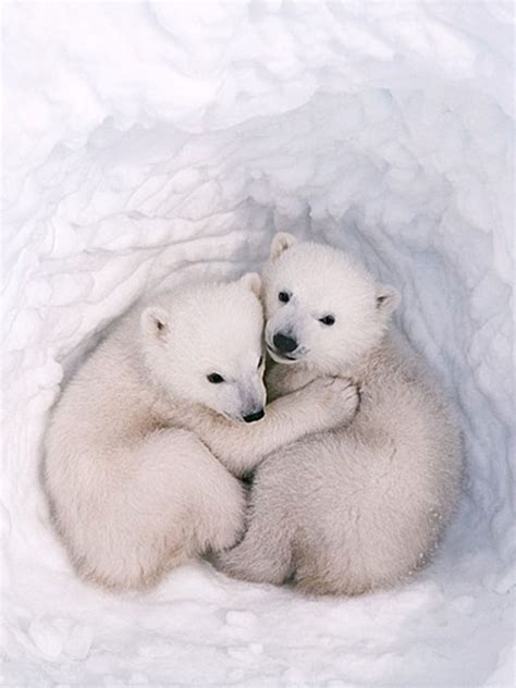 Awww! Polar bear cuddles! | Cute animals, Cute baby animals, Baby polar bears