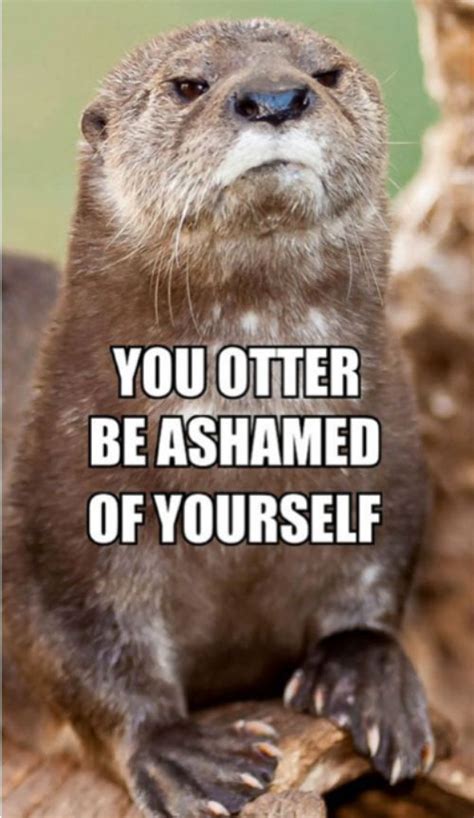 Disappointed Otter is disappointed in you. cute-and-fluffy | Animal captions, Funny animal ...