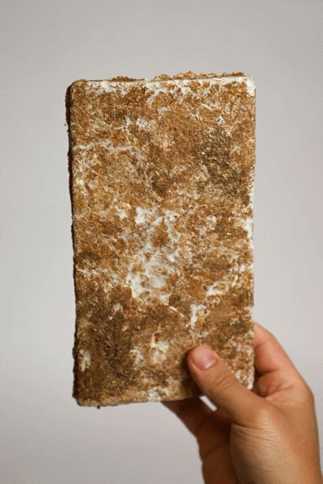 Dirty Mycelium - Columbia GSAPP