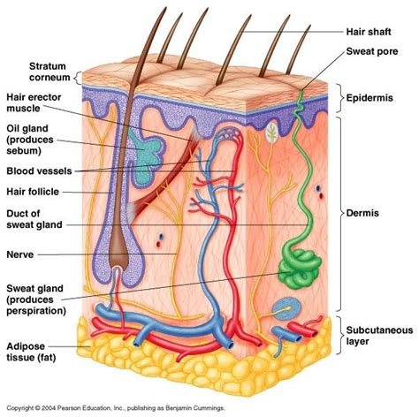 Human Skin | Skin anatomy, Skin structure, Sweat gland