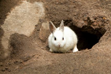 Rabbit Holes and Writing Notebooks | Howard Andrew Jones