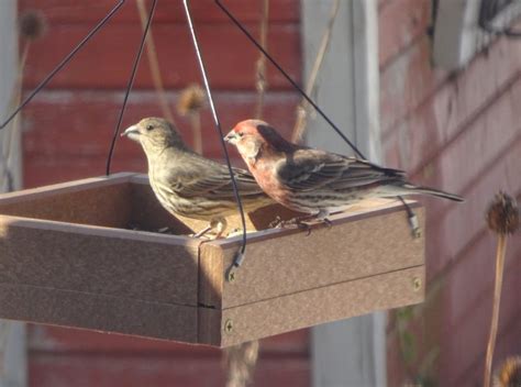 House finches in the sunshine - FeederWatch