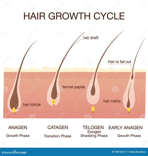 Stages Of Hair Growth Cycle