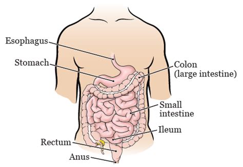 Large Bowel Resection: Purpose, Procedure, and Risks - Prashant Kedia MD | Endoscopic Sleeve ...