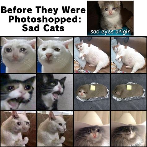 Famous meme cats before and after they were photoshopped - 9GAG