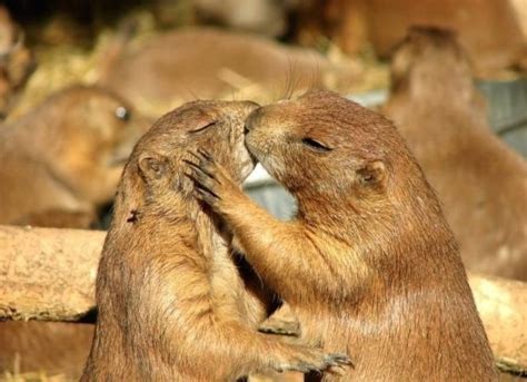 13 Cute Animal Couples That Will Make Your Day - Virily