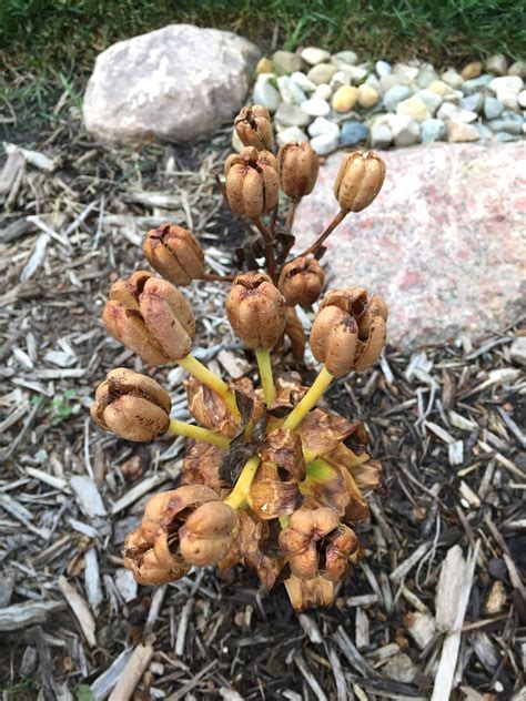 Lilium 'Tiny Pearl' Seed Pods [Backyard Neophyte Landscaping Blog]