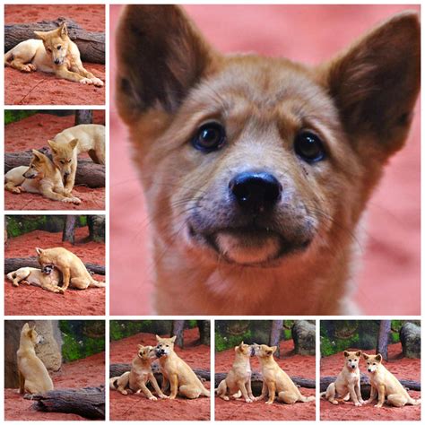 Dingo pups | Flickr - Photo Sharing!