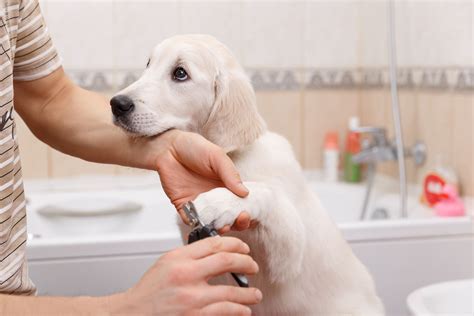 Can You Groom Your Dog At Home