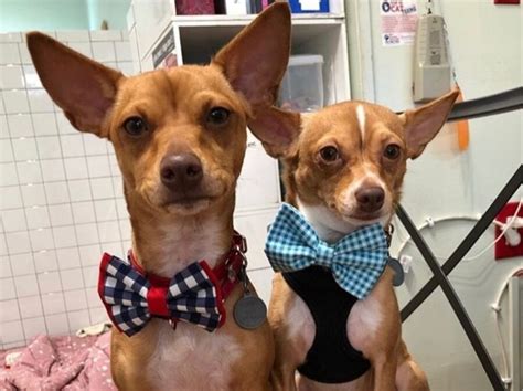 This teen makes tiny bow ties for shelter dogs to help them look spiffy and get adopted - The ...