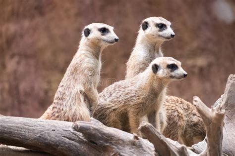 Meerkat`s behavior stock photo. Image of mammal, attention - 164041624