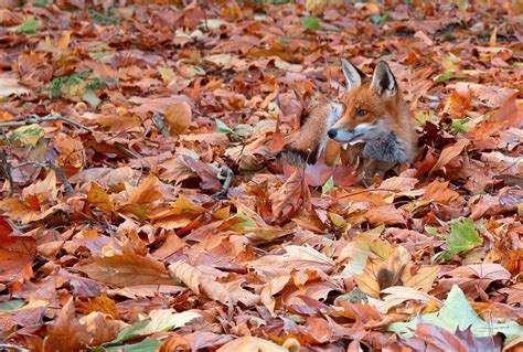 Autumn fox | Look closely. Her coat is made for the autumn l… | Flickr