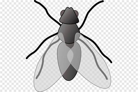 Insect Fly Free content, Housefly s, presentation, cartoon png | PNGEgg