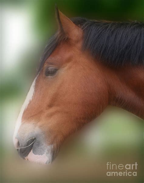 Handsome Bay Shire Horse Photograph by Smilin Eyes Treasures - Fine Art ...