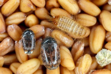 Khapra Beetle Pictures - AZ Animals