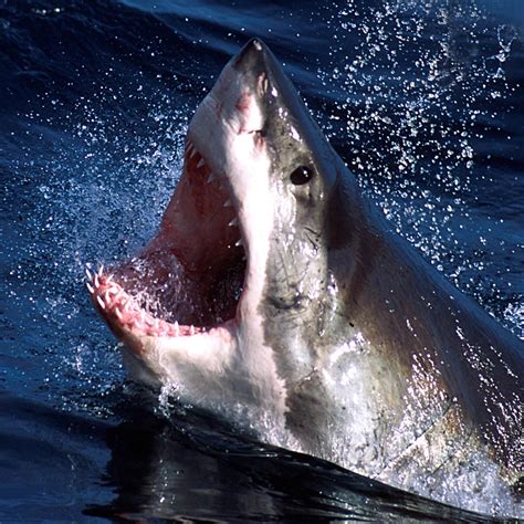 Great White Sharks – Fear Beneath