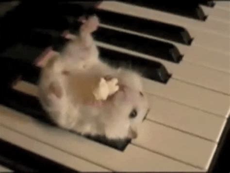 Piano Hamster GIF - Find & Share on GIPHY