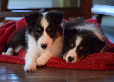 two puppies are laying on a red blanket