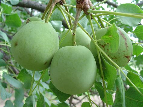 benefits offered by marula are the free radical scavenging ability of ...