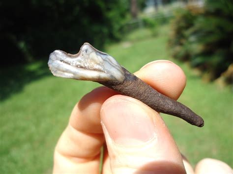 Top Quality Colorful Llama Incisor | Artiodactyl | FOSSILS | Prehistoric Florida