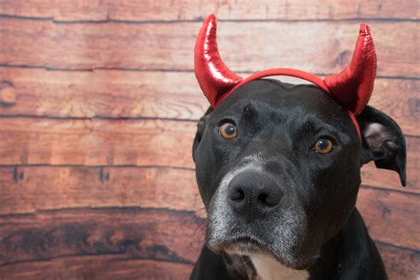 Pit Bull Models 3 Halloween Costumes for People to Pick a Favorite - PetHelpful News