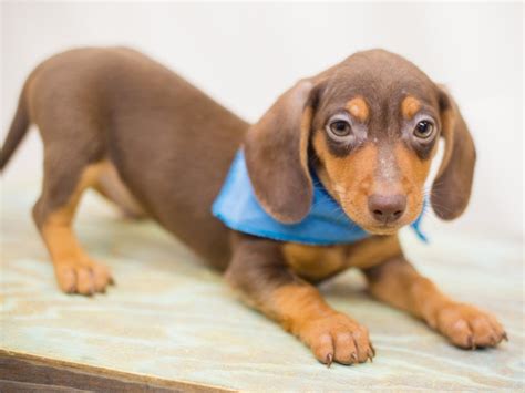 Miniature Dachshund-DOG-Male-chocolate/tan-2363761-Petland Wichita, Kansas