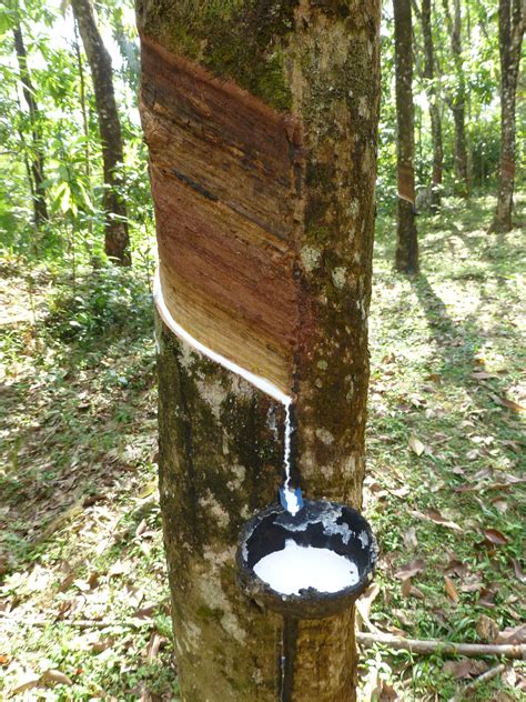 File:Sri Lanka-Rubber plantation (5).JPG - Wikimedia Commons