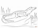 Nile Crocodile Side View coloring Page  Free Printable Coloring Pages sketch template