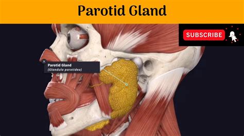 Parotid Gland | Parotid mould or Bed | Parts | Relations | Blood supply ...