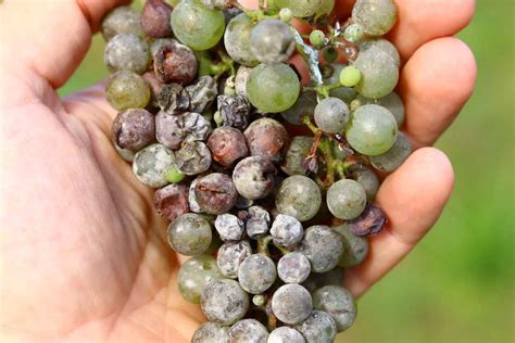 Grape Vine Care: Everything You Need to Know - Minneopa Orchards