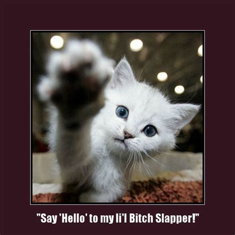 Say Hello | Funny cat memes, Cat memes, Funny cats