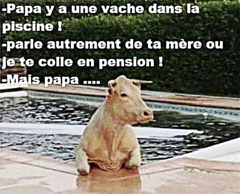 Une vache dans la piscine - image drole | Images drôles, Drôle, Humour