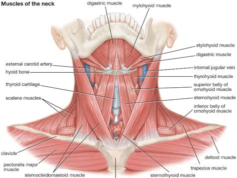 Músculo digástrico: estructura, función y dolor | UNIGAL