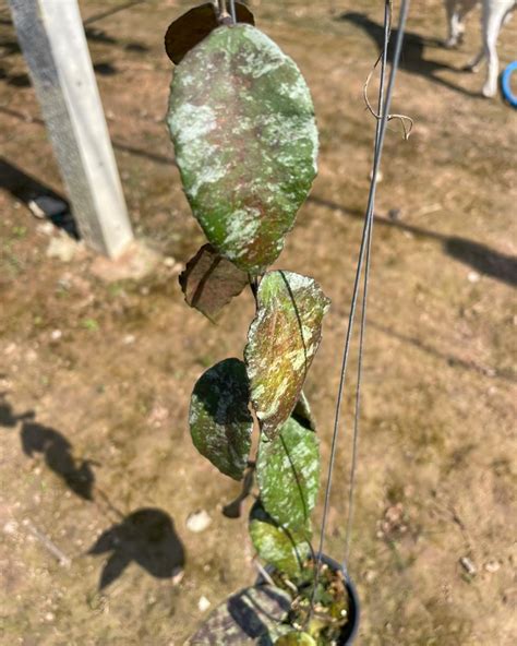 Hoya Caudata Gold: A Low-Maintenance Houseplant for Tranquil Spaces