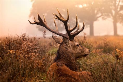 Red Deer Stag Glowering In The Ferns Stock Photo - Download Image Now - Animal Themes, Animal ...