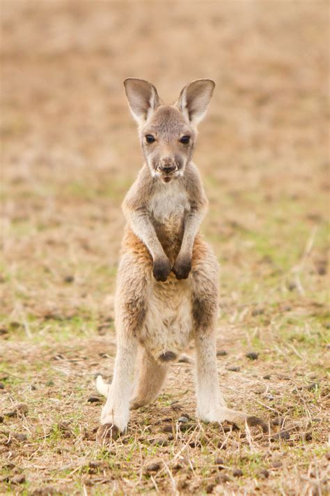 57 Cute Baby Animals To Get You Through Anything