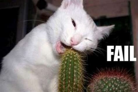 Cute Funny Animalz: Funny Animals Fails New Images 2012