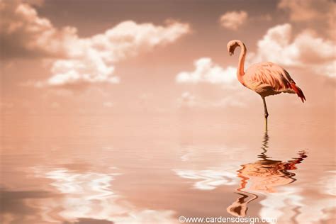 Flamingo Beach Wallpapers - Top Free Flamingo Beach Backgrounds - WallpaperAccess