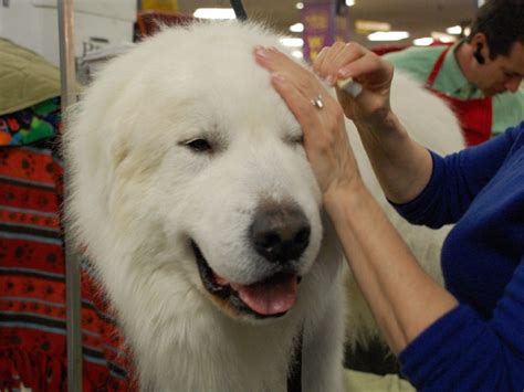 Washing and grooming my Pyrenees is literally a 2-person job!!! | Great ...