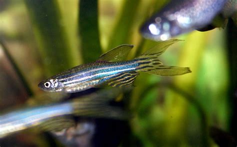 Zebra Danio Care Guide (Diet, Tank and Breeding) | Fish Keeping Advice