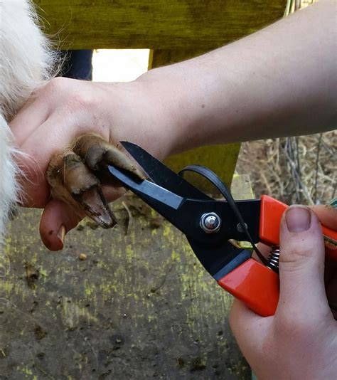 Still Waters Farm: Goat Hoof Trimming (it's easier than it looks)