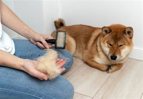 7 Best Brushes for Shiba Inus in 2025: Reviews & Top Picks | PangoVet