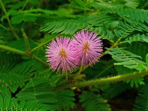 Mimosa pudica - Sensitive Plant | World of Flowering Plants