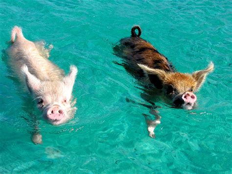 The Tiny Swimming Pigs of Pig Beach | Deep Sea News