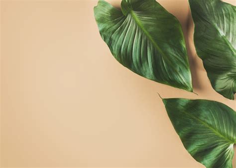 Tropical Leaves Frame On Beige Background Mock Up Stock Photo ...