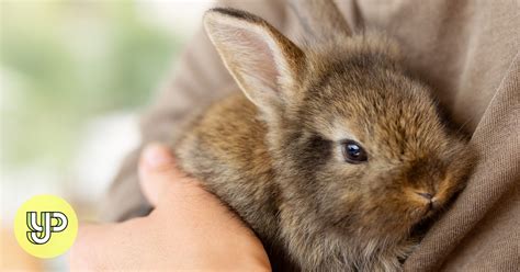 Rabbit care: how to take care of your fluffy pet (and can it really eat ...