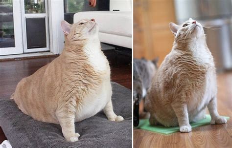 Bronson the Cat Celebrates 1 Year of Weight Loss | BeChewy