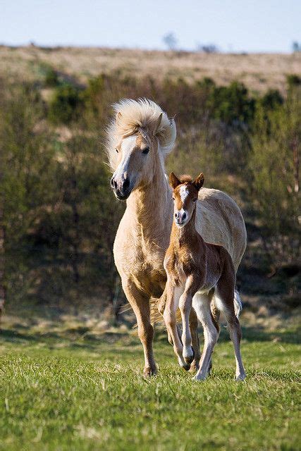 Foal and his mother | Baby horses, Horse love, Pretty horses