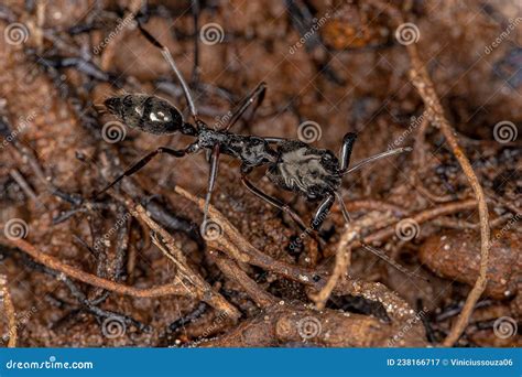 Adult Trap-jaw Ant stock image. Image of floor, small - 238166717